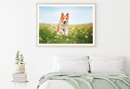 Red Border Collie Dog Running in A Meadow Home Decor Premium Quality Poster Print Choose Your Sizes - Bella Home Decor