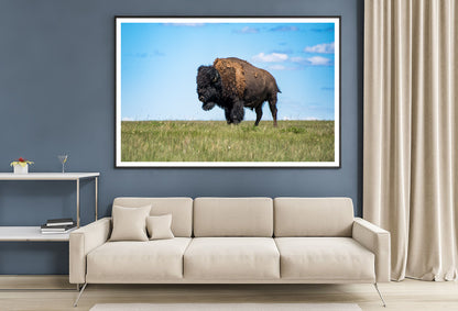 Bison in Grasslands National Park Home Decor Premium Quality Poster Print Choose Your Sizes