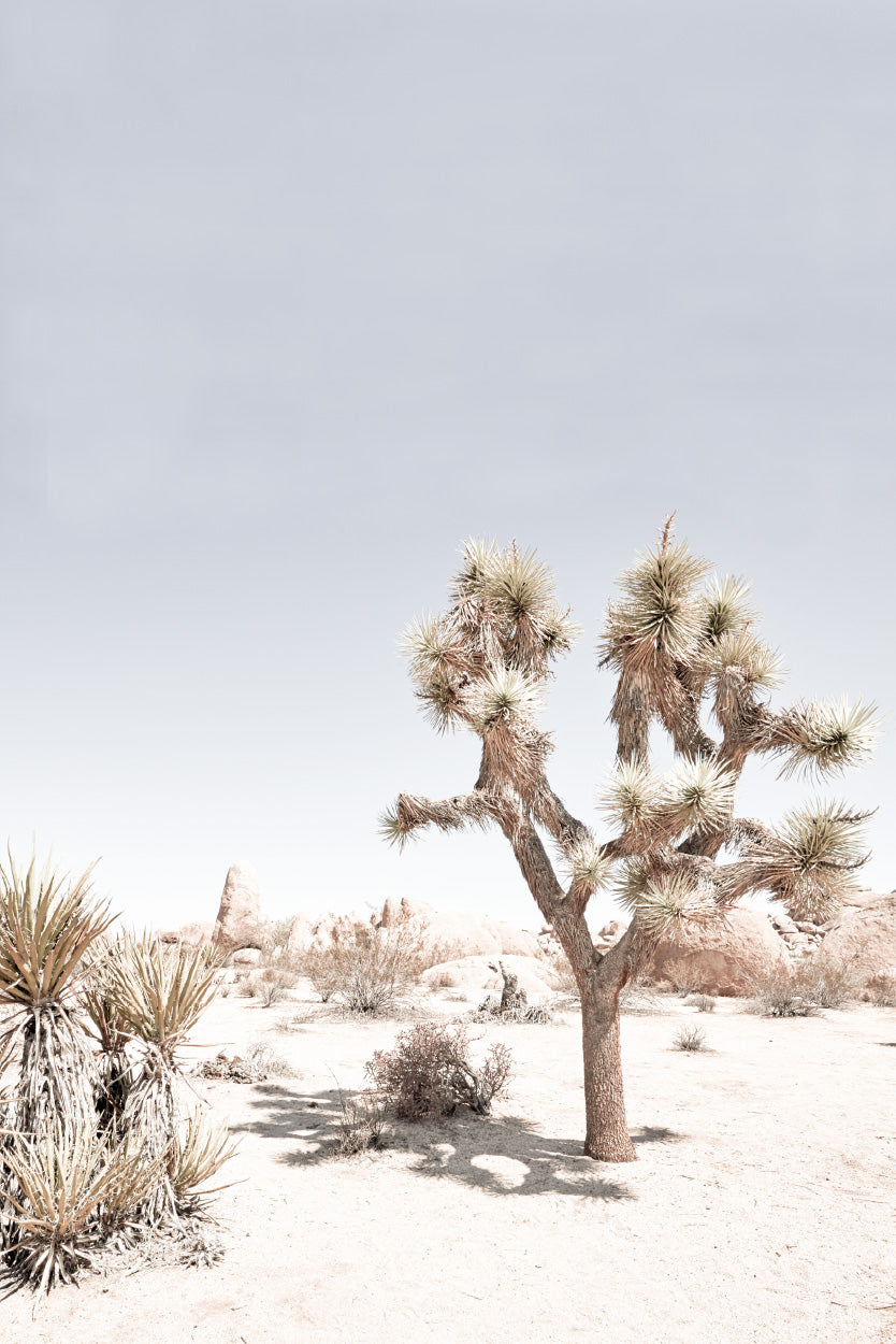 Joshua Tree National Park Photograph Glass Framed Wall Art, Ready to Hang Quality Print