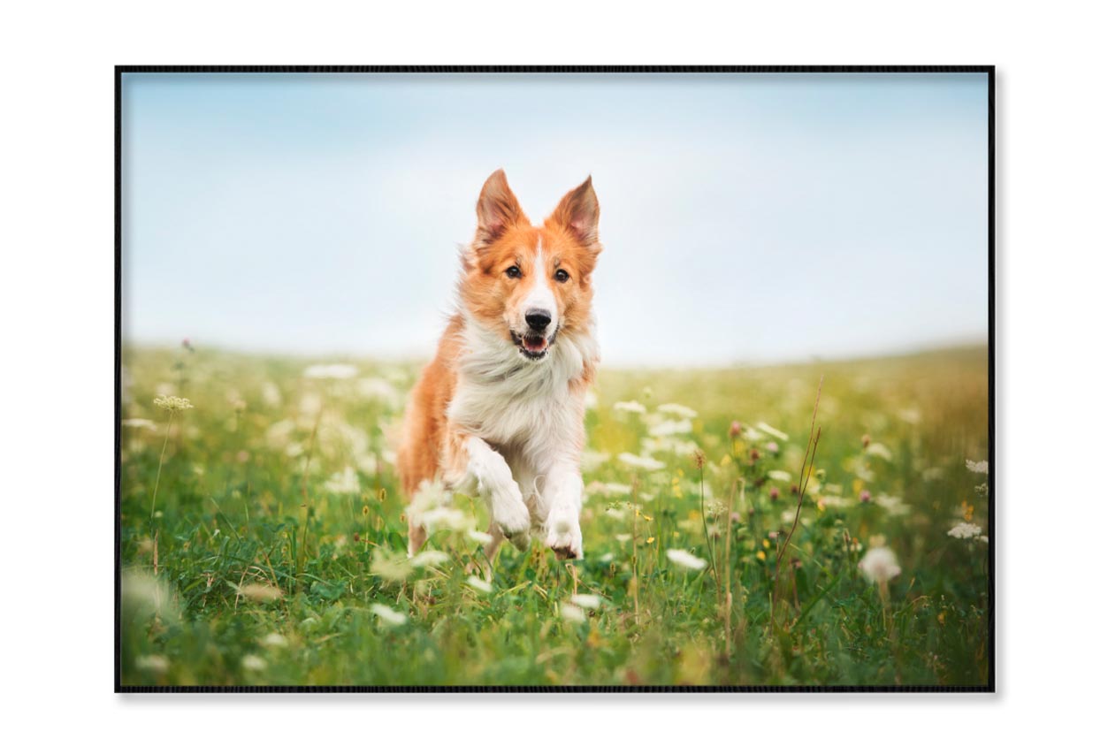Red Border Collie Dog Running in A Meadow Home Decor Premium Quality Poster Print Choose Your Sizes - Bella Home Decor
