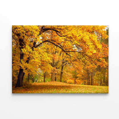 Gold Trees in a Park in autumn Print 100% Australian Made