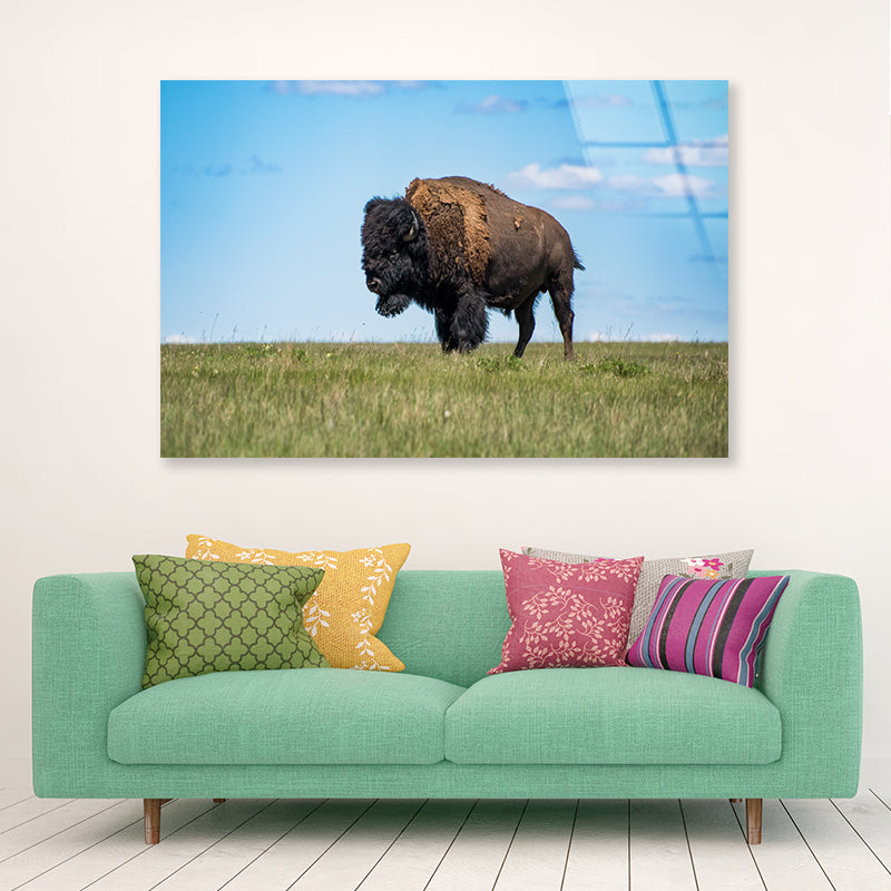 Bison in Grasslands National Park Acrylic Glass Print Tempered Glass Wall Art 100% Made in Australia Ready to Hang