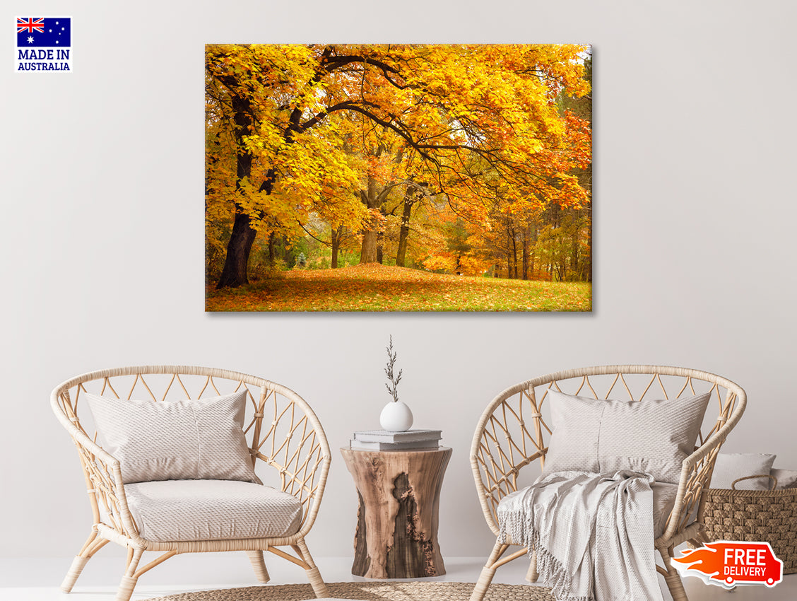Gold Trees in a Park in autumn Print 100% Australian Made