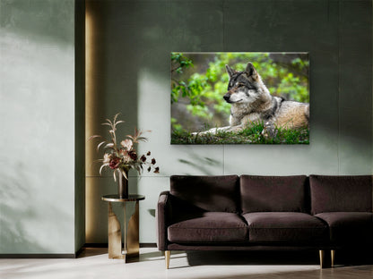 North American Grey Wolf Canis Lupus Wall Art Decor 100% Australian Made
