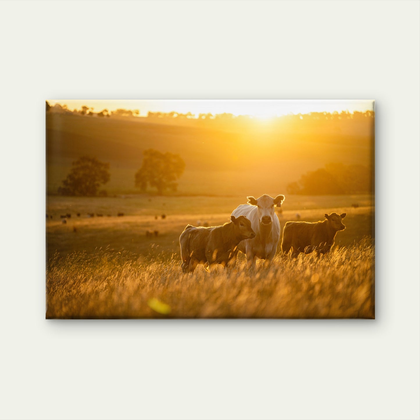 A Cow and Her Calves Standing in the Sun-Drenched Fields of the Australian Outback Wall Art Decor 100% Australian Made