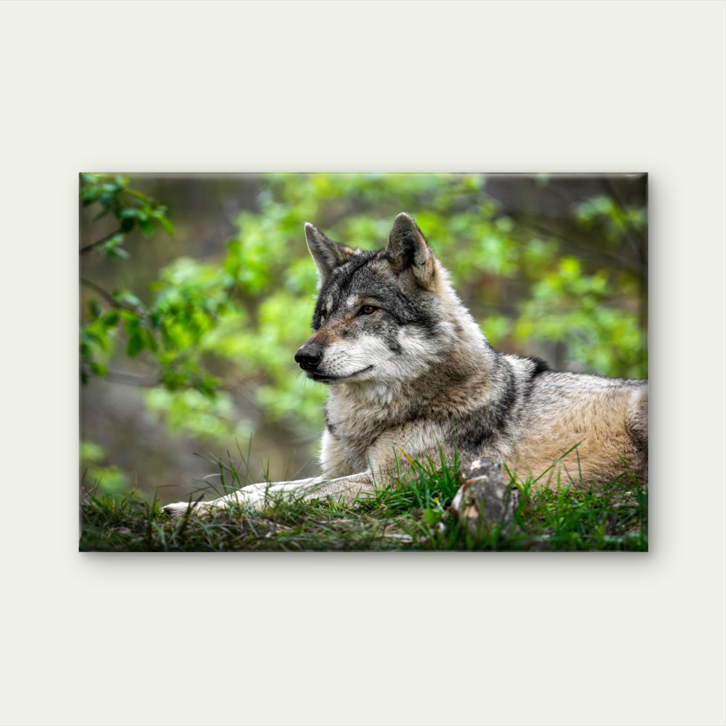North American Grey Wolf Canis Lupus Wall Art Decor 100% Australian Made