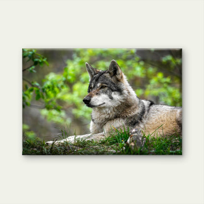 North American Grey Wolf Canis Lupus Wall Art Decor 100% Australian Made