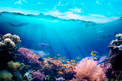 Underwater View of The Coral Reef Home Decor Premium Quality Poster Print Choose Your Sizes