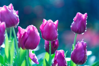 A Group of Lady Tulip Flowers Blooming Home Decor Premium Quality Poster Print Choose Your Sizes - Bella Home Decor