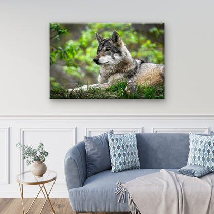 North American Grey Wolf Canis Lupus Wall Art Decor 100% Australian Made