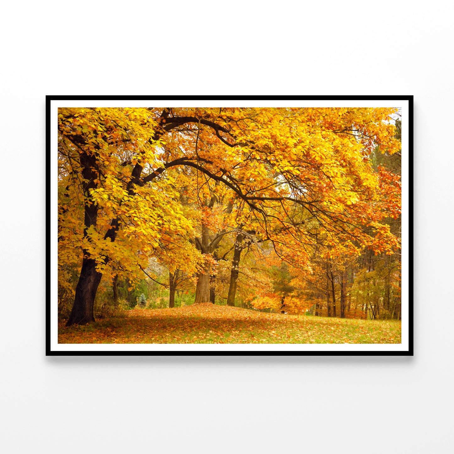 Gold Trees in a Park in autumn Home Decor Premium Quality Poster Print Choose Your Sizes