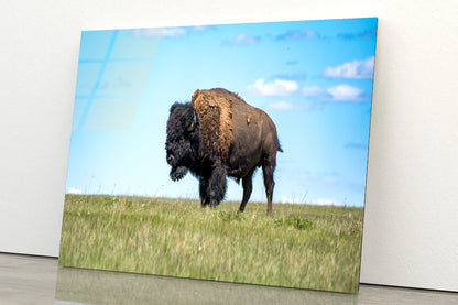 Bison in Grasslands National Park Acrylic Glass Print Tempered Glass Wall Art 100% Made in Australia Ready to Hang