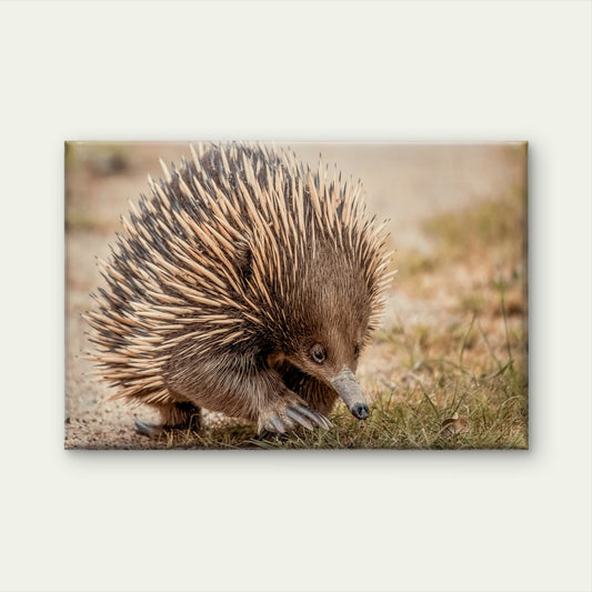 Echidna Australia Close-Up Wall Art Decor 100% Australian Made