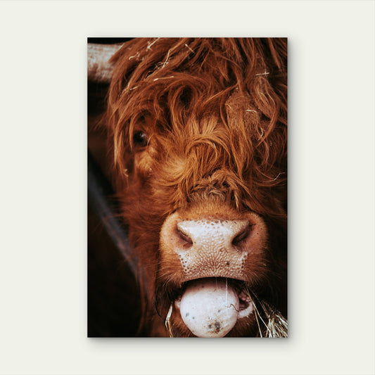 Close Up Photograph Of A Scottish Highland Cow 60x90cm Metal Print Ready to Hang