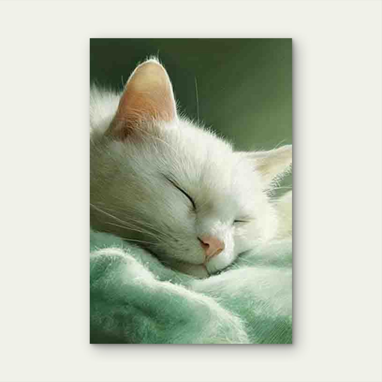 Serene Sleeping White Cat 60x90cm Metal Print Ready to Hang