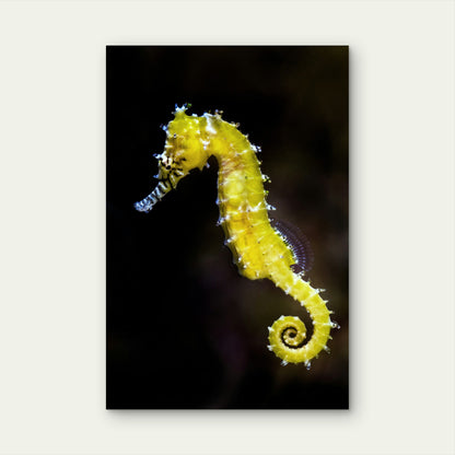 Shallow Focus Photography of Long-Snouted Seahorse 60x90cm Metal Print Ready to Hang