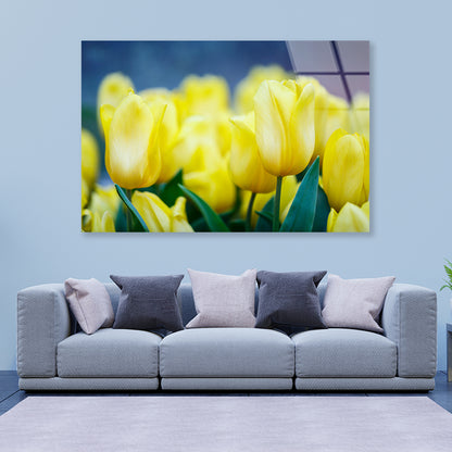 A Group of Yellow Flowers Known As Lady Tulips Acrylic Glass Print Tempered Glass Wall Art 100% Made in Australia Ready to Hang