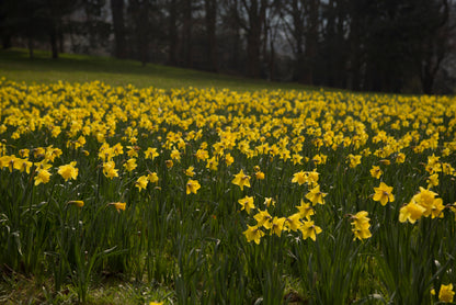 A Field Of Yellow Flowers in a Meadow during spring Print 100% Australian Made