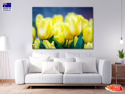 A Group of Yellow Flowers Known As Lady Tulips Print 100% Australian Made