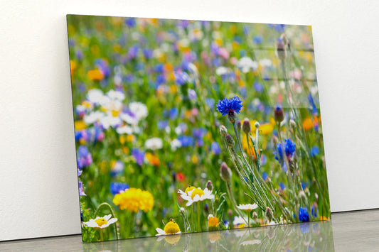 Beautiful Flowering Meadows View Acrylic Glass Print Tempered Glass Wall Art 100% Made in Australia Ready to Hang