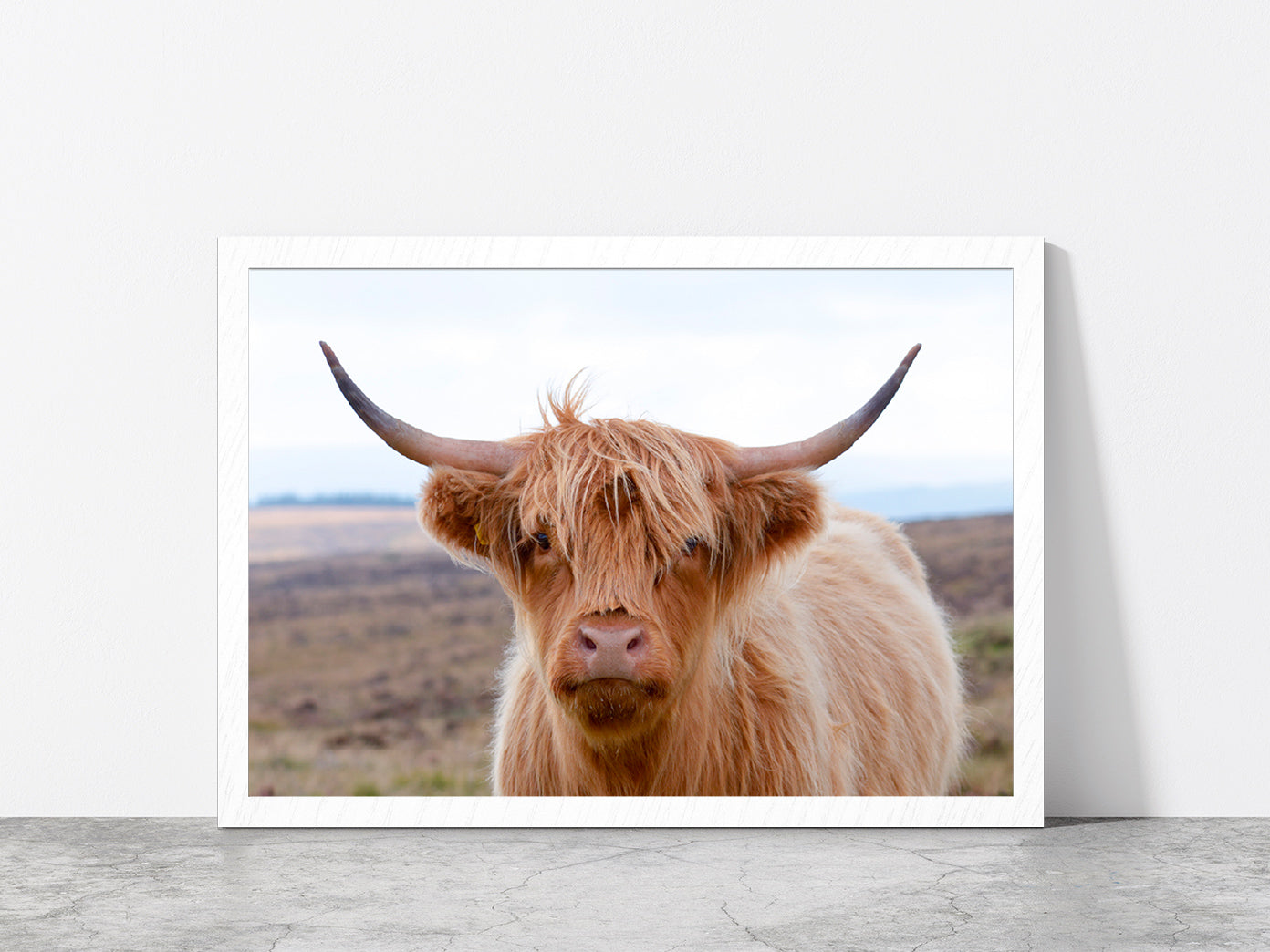 Highland Cow At The Road Glass Framed Wall Art, Ready to Hang Quality Print Without White Border White