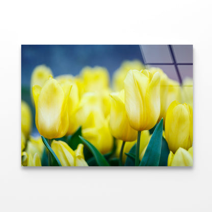 A Group of Yellow Flowers Known As Lady Tulips Acrylic Glass Print Tempered Glass Wall Art 100% Made in Australia Ready to Hang