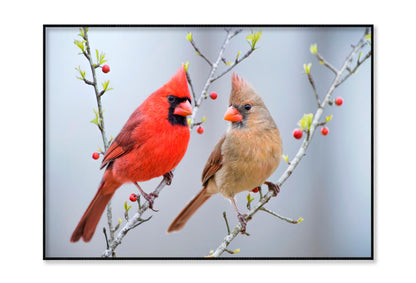 Red Bird or Northern Cardinal Mates Perched on Holly Branches Home Decor Premium Quality Poster Print Choose Your Sizes - Bella Home Decor