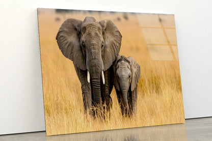 An Elephant and Its Calf Standing In a Grassland Acrylic Glass Print Tempered Glass Wall Art 100% Made in Australia Ready to Hang