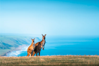Two Kangaroos Standing Atop the Sea Facing Cliffs of Kangaroo Island Australia Wall Art Decor 100% Australian Made