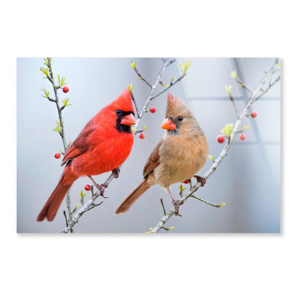 Red Bird or Northern Cardinal Mates Perched on Holly Branches  Acrylic Glass Print Tempered Glass Wall Art 100% Made in Australia Ready to Hang