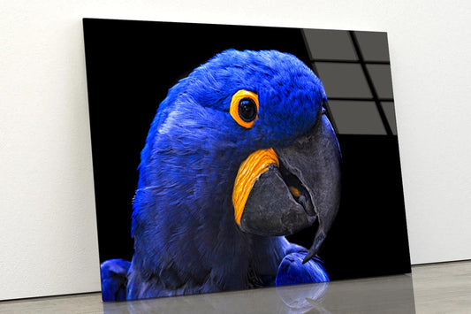 Close-Up Of a Parrot Head with Black Background Acrylic Glass Print Tempered Glass Wall Art 100% Made in Australia Ready to Hang