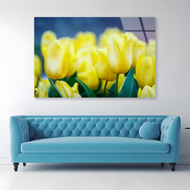 A Group of Yellow Flowers Known As Lady Tulips Acrylic Glass Print Tempered Glass Wall Art 100% Made in Australia Ready to Hang