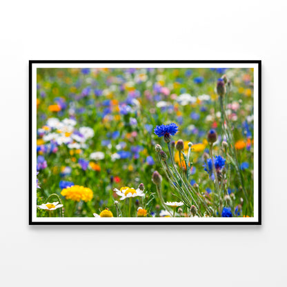 Beautiful Flowering Meadows View Home Decor Premium Quality Poster Print Choose Your Sizes