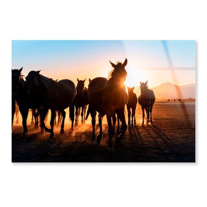 Horses Walking & Sunset Sky View Acrylic Glass Print Tempered Glass Wall Art 100% Made in Australia Ready to Hang