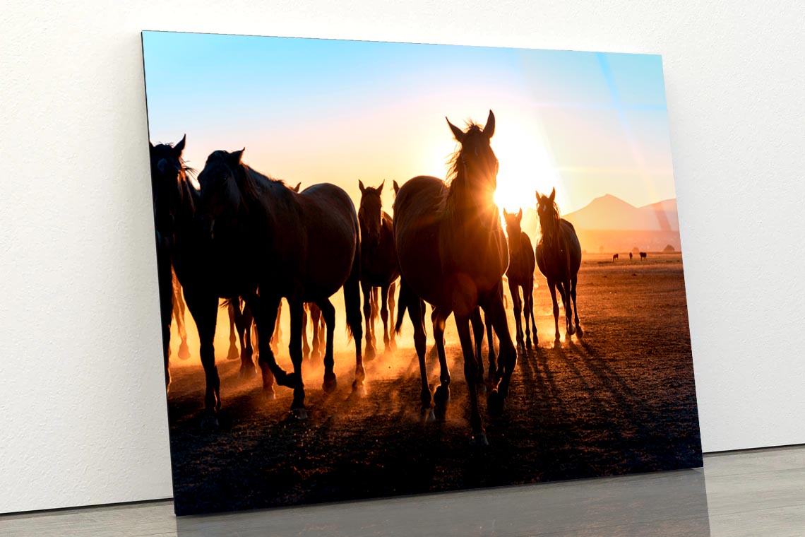 Horses Walking & Sunset Sky View Acrylic Glass Print Tempered Glass Wall Art 100% Made in Australia Ready to Hang