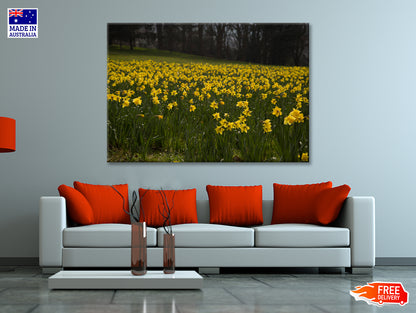 A Field Of Yellow Flowers in a Meadow during spring Print 100% Australian Made