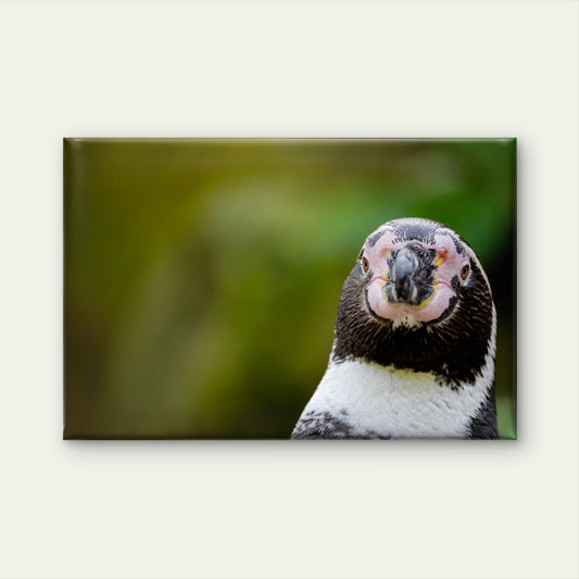 South American Humboldt Penguin Spheniscus Humboldti Wall Art Decor 100% Australian Made