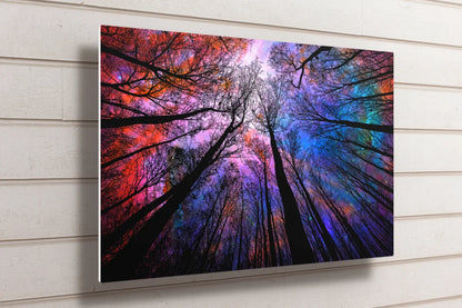 Tree Canopy Night Sky UV Direct Aluminum Print Australian Made Quality