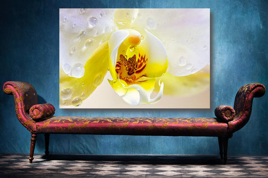 Yellow Orchid Flower UV Direct Aluminum Print Australian Made Quality