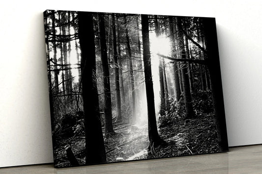 Black and White Noir Forest trees UV Direct Aluminum Print Australian Made Quality