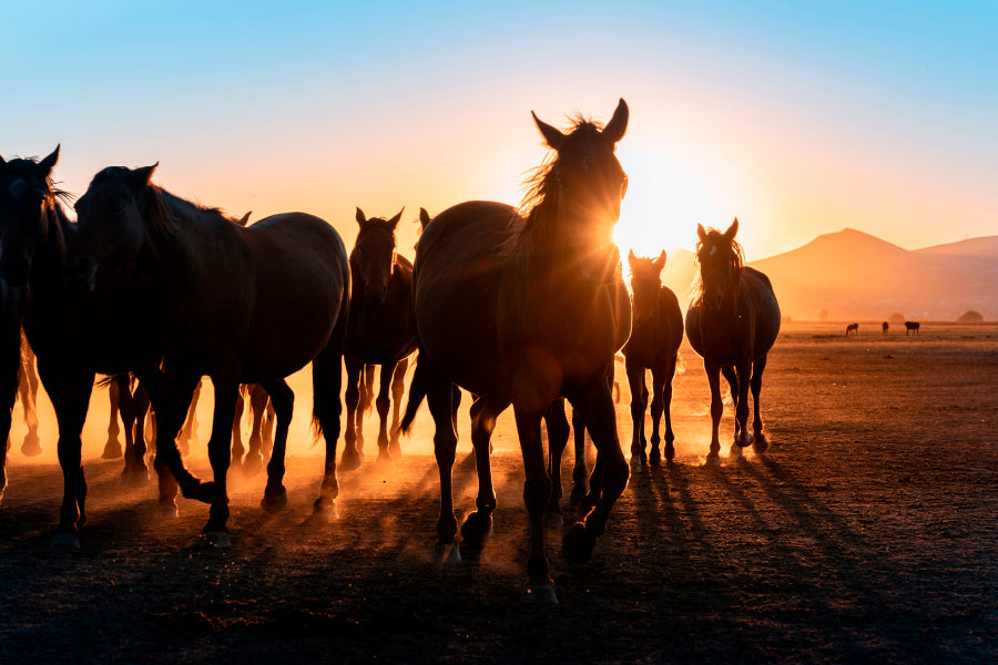 Horses Walking & Sunset Sky View Home Decor Premium Quality Poster Print Choose Your Sizes