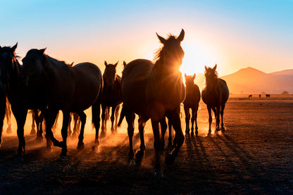 Horses Walking & Sunset Sky View Home Decor Premium Quality Poster Print Choose Your Sizes