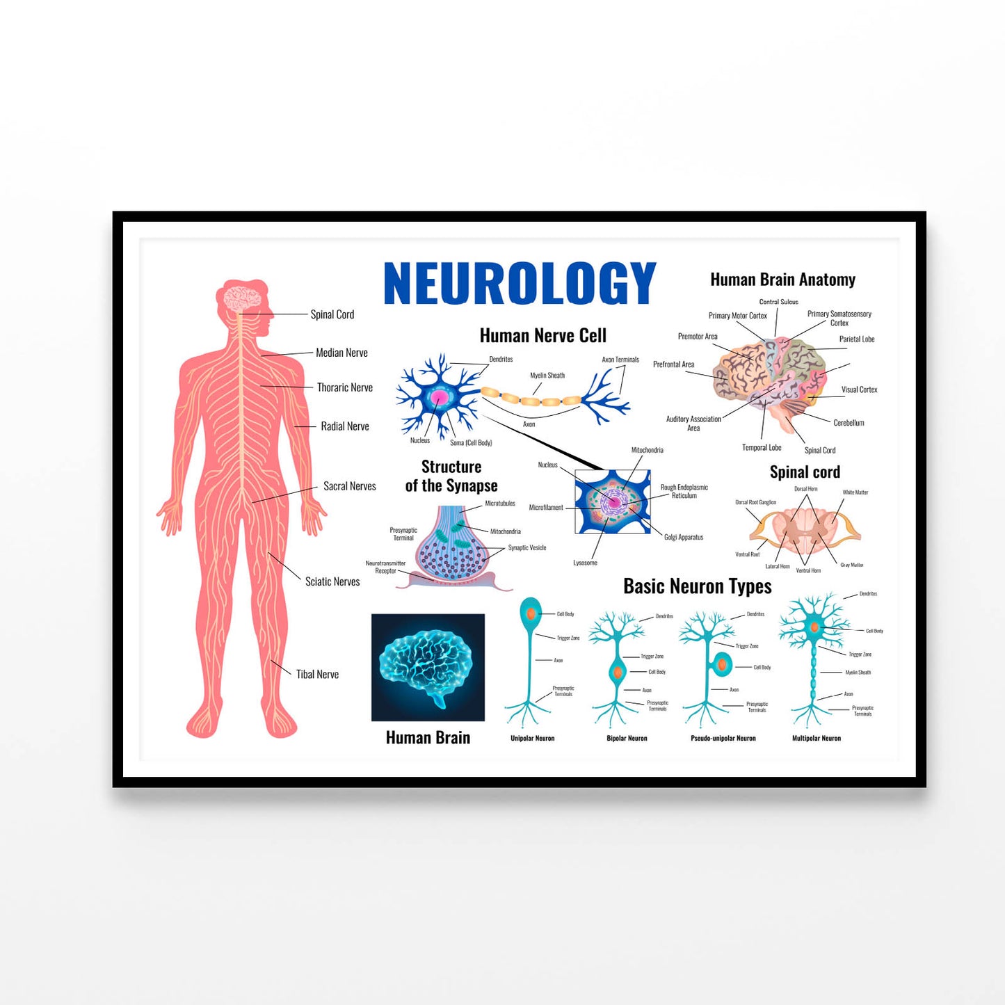 Neurology And Human Brain Set Illustration Home Decor Premium Quality Poster Print Choose Your Sizes