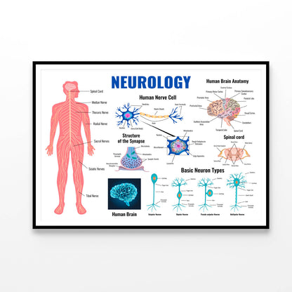 Neurology And Human Brain Set Illustration Home Decor Premium Quality Poster Print Choose Your Sizes