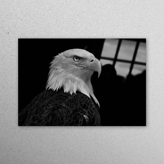 Majestic Bald Eagle Acrylic Glass Print Tempered Glass Wall Art 100% Made in Australia Ready to Hang