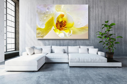 Yellow Orchid Flower UV Direct Aluminum Print Australian Made Quality