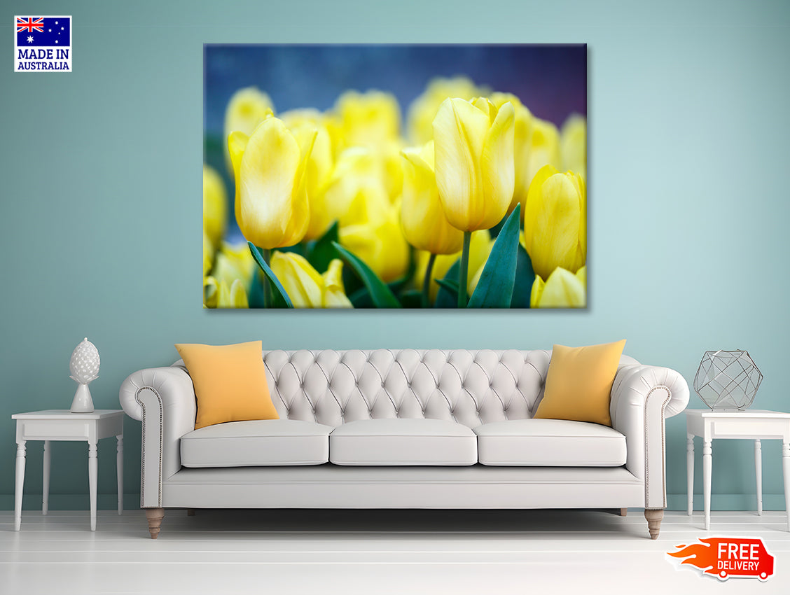 A Group of Yellow Flowers Known As Lady Tulips Print 100% Australian Made