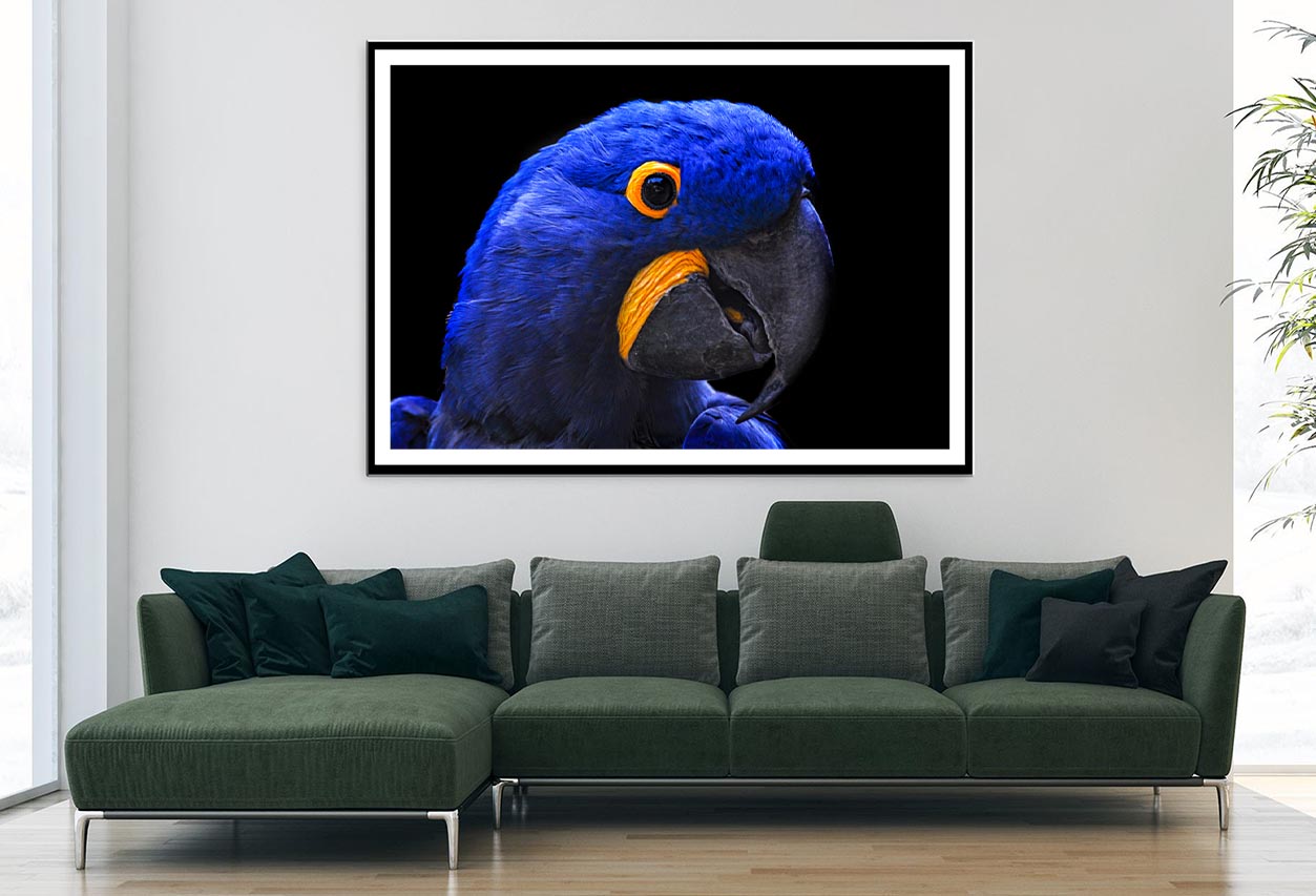 Close-Up Of a Parrot Head with Black Background Home Decor Premium Quality Poster Print Choose Your Sizes