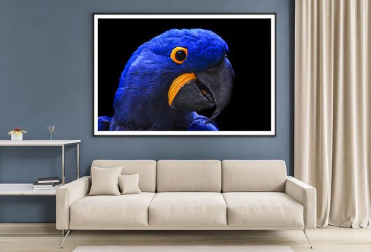 Close-Up Of a Parrot Head with Black Background Home Decor Premium Quality Poster Print Choose Your Sizes