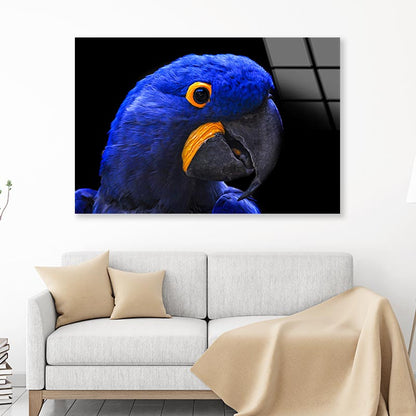 Close-Up Of a Parrot Head with Black Background Acrylic Glass Print Tempered Glass Wall Art 100% Made in Australia Ready to Hang